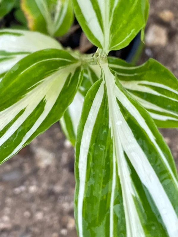 edulis2993746