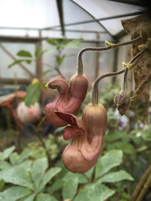 edulis2993775