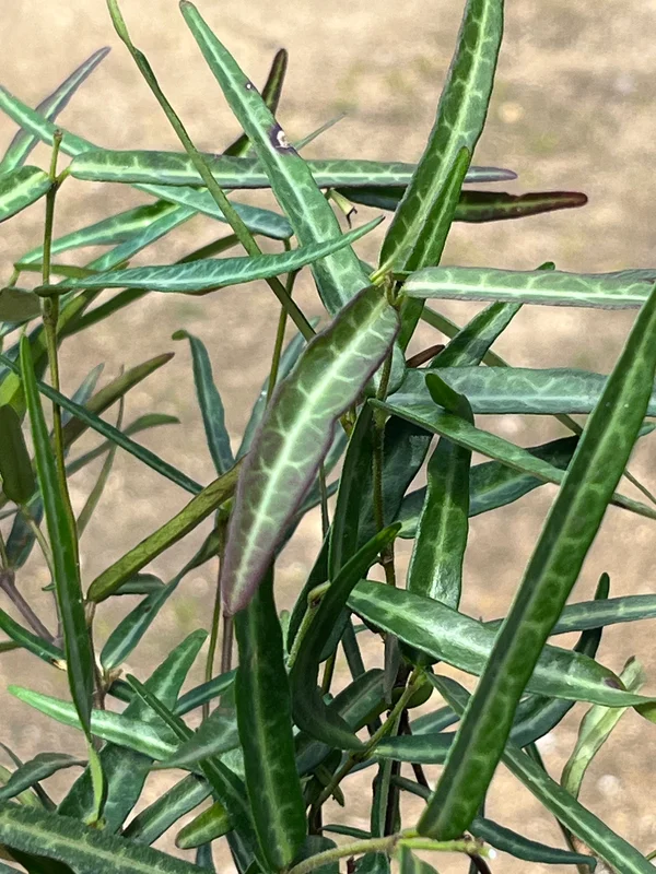 edulis2993934