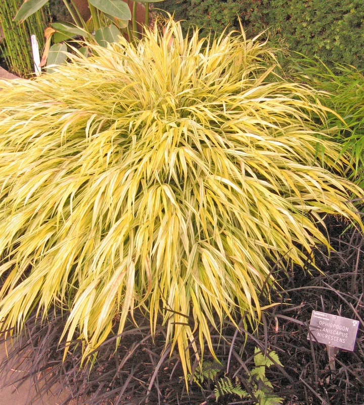 edulis2994786