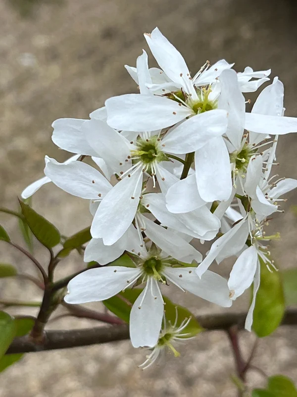 edulis2994951
