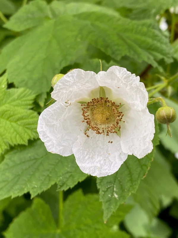 edulis2995377