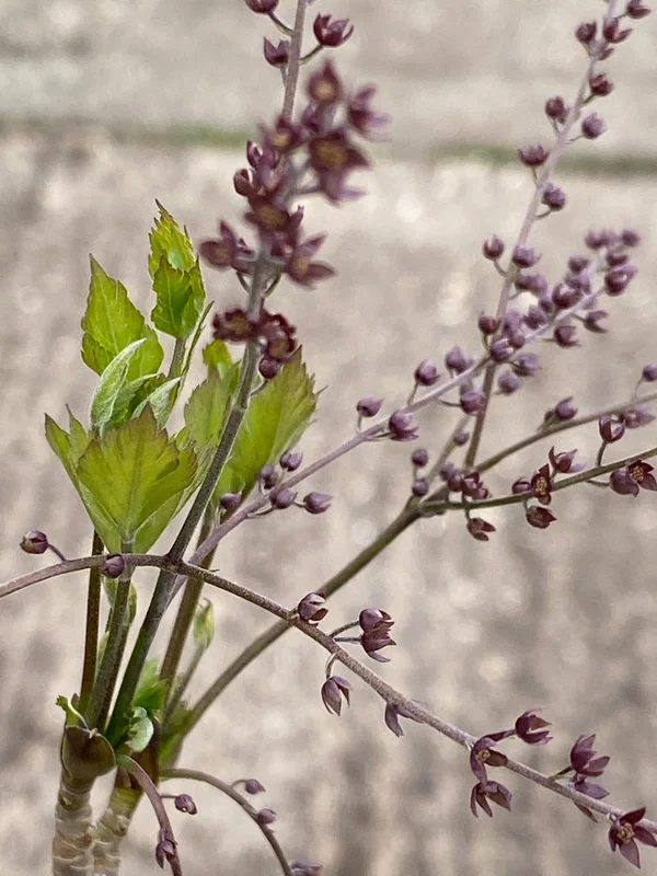 edulis2995505