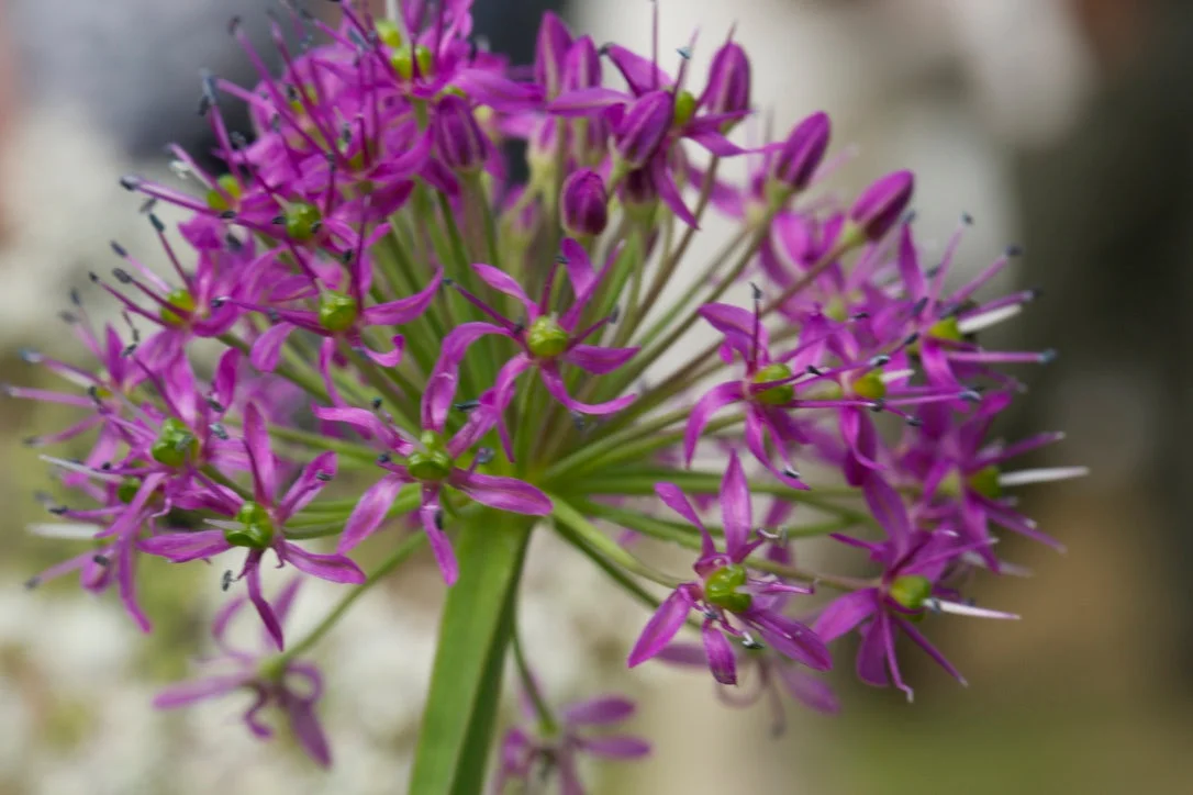 edulis2995529