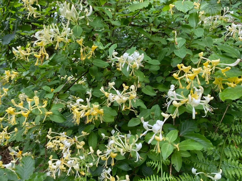 edulis2995556