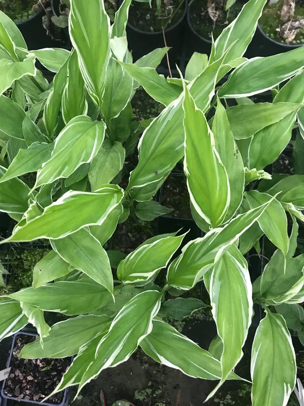 edulis2995641