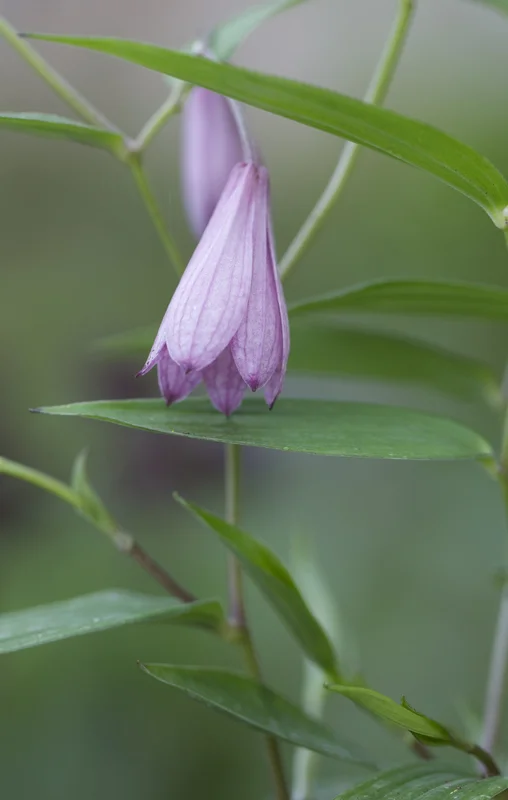 edulis2995653