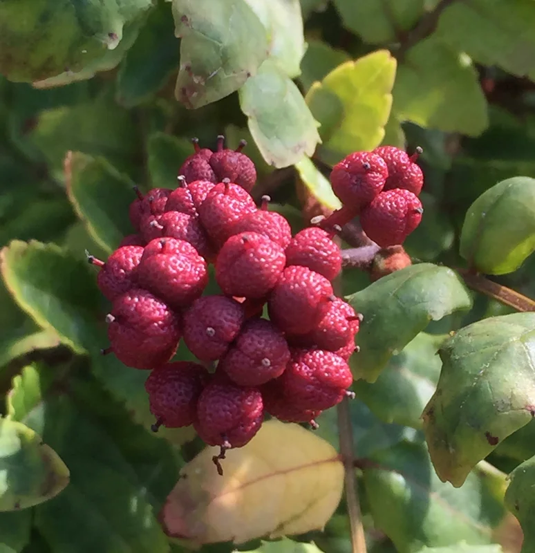 edulis2995805