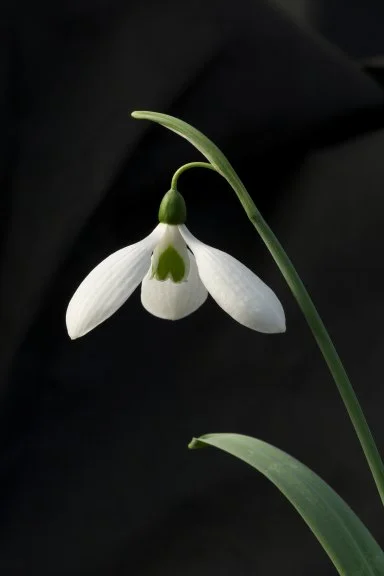 edulis2995815