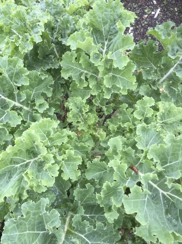 edulis2995854