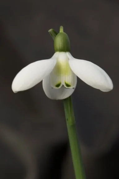edulis2995871