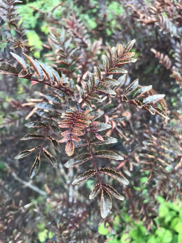 edulis2995962