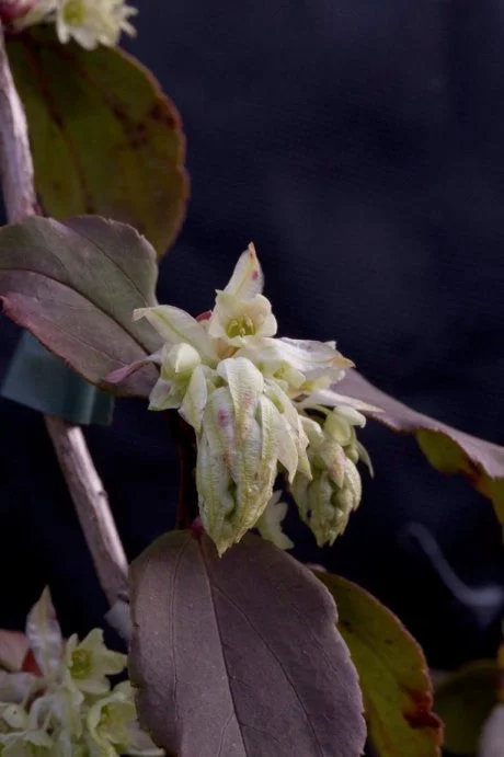 edulis2995971