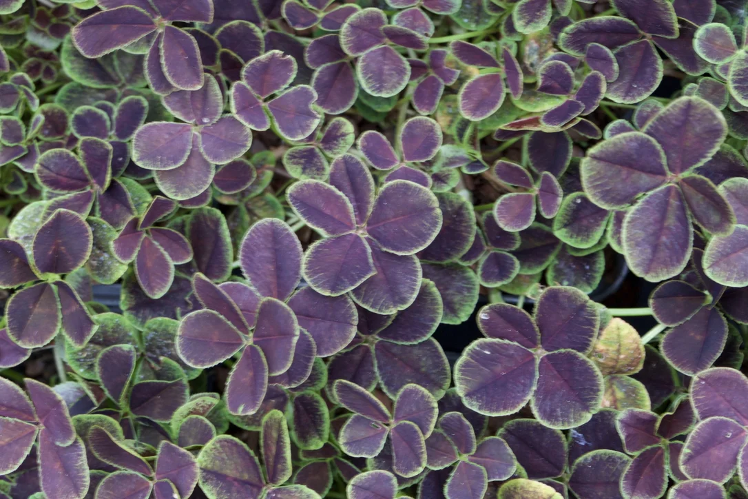 edulis2996062