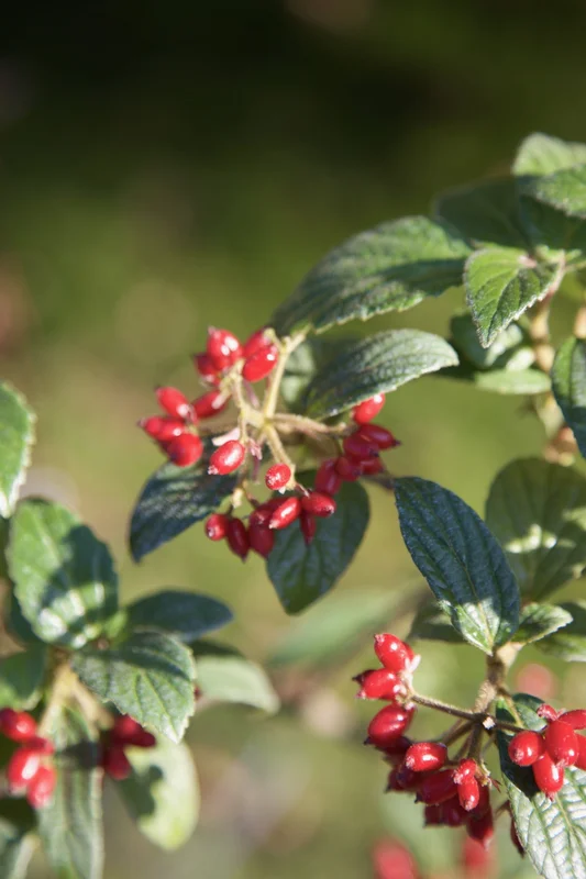 edulis2996133
