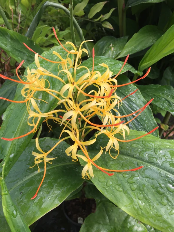 edulis2996261