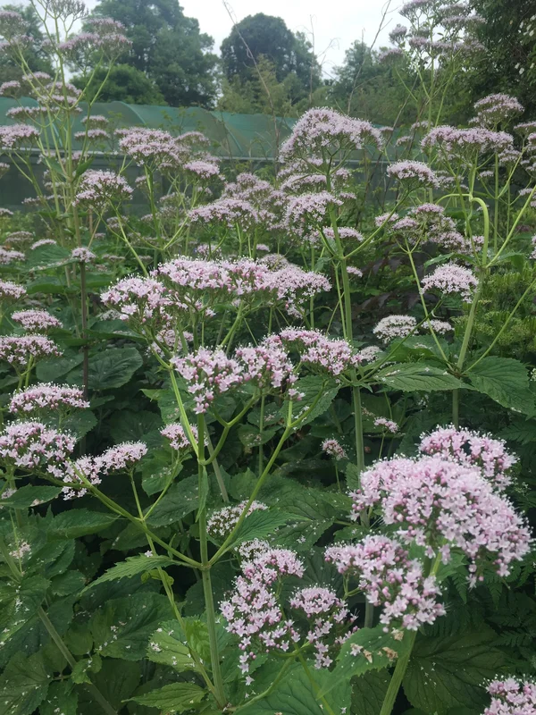 edulis2996543
