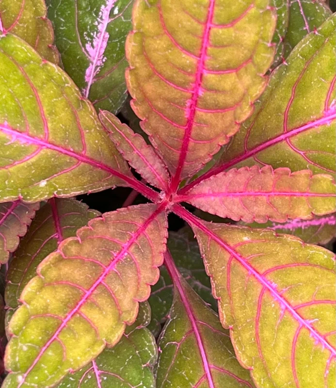 edulis2996627