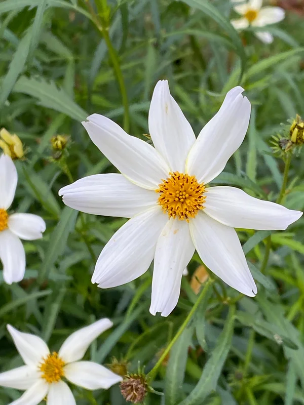 edulis2996695