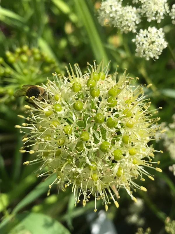 edulis2996966