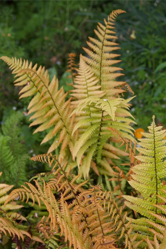 edulis2996983
