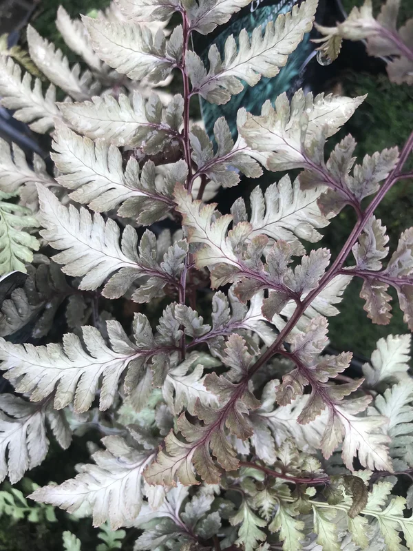 edulis2997763