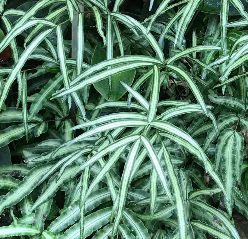 edulis2997861