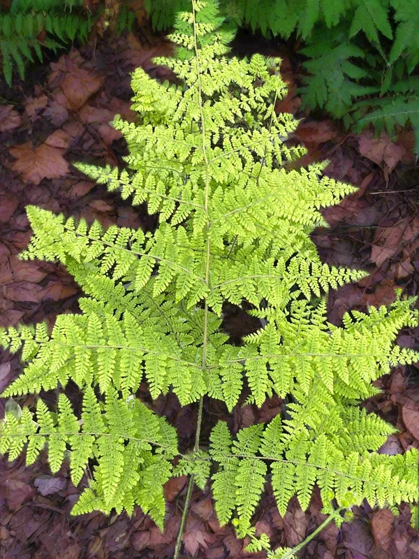 edulis2997891