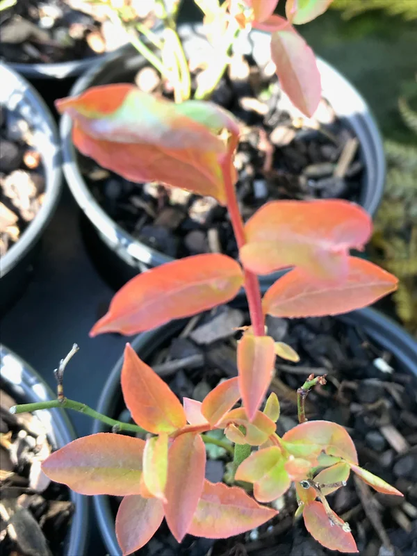 edulis2998029