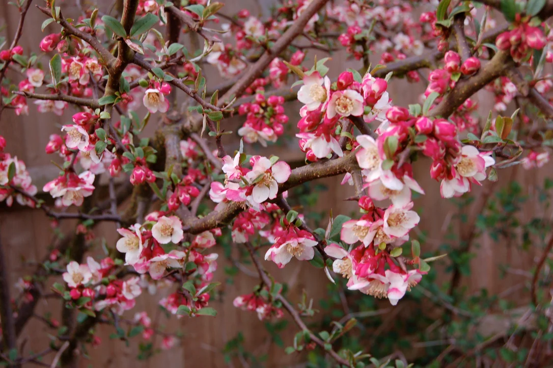 edulis2998082