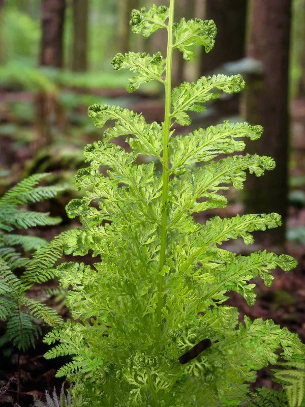 edulis2998224