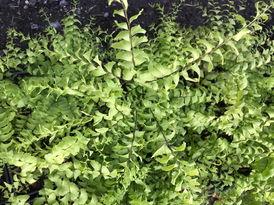 edulis2998400