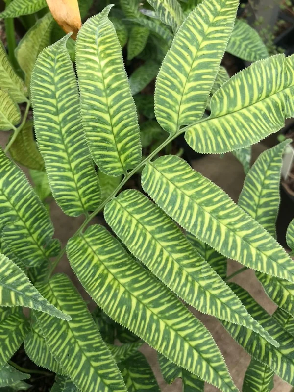 edulis2998511