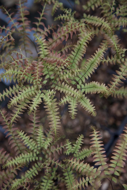 edulis2998977
