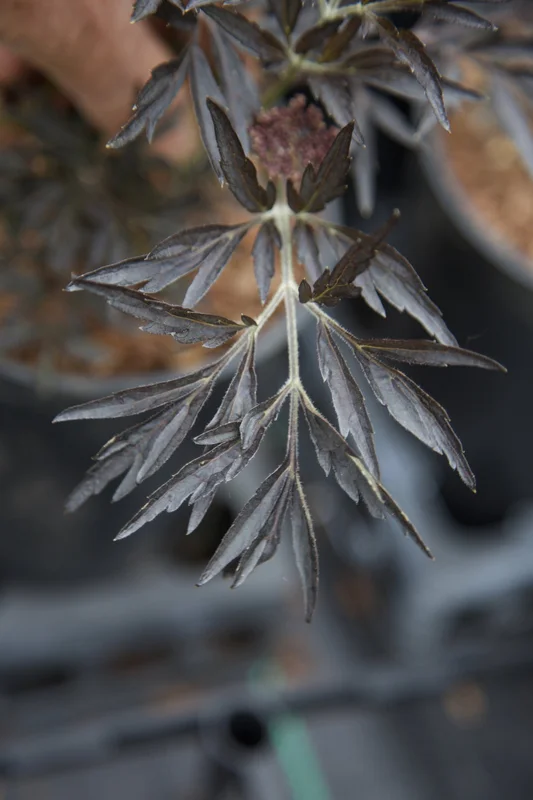 edulis2999006