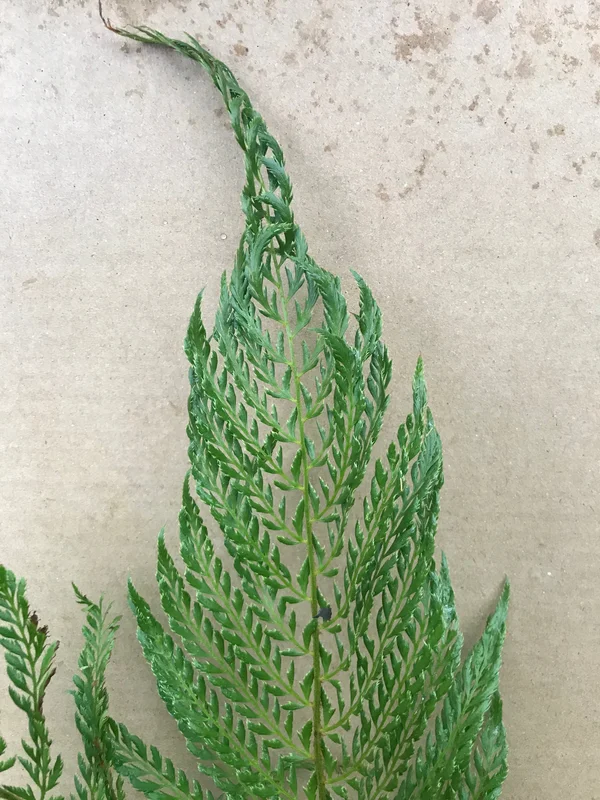 edulis2999173