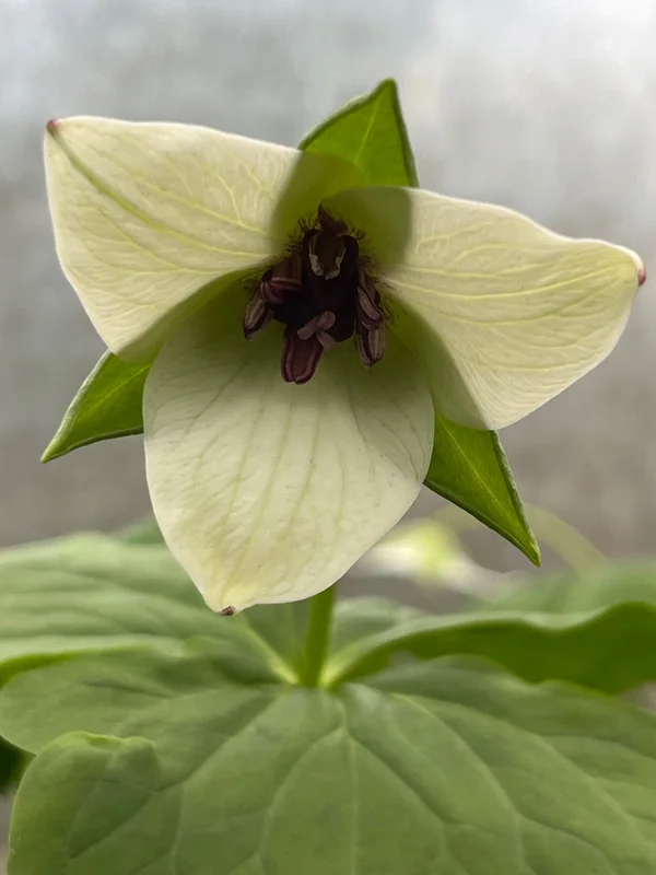 edulis2999360