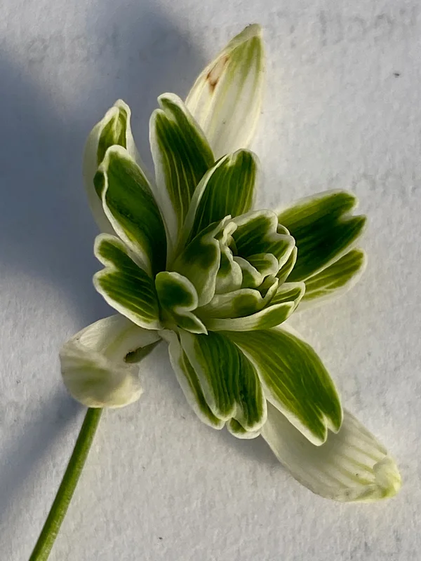 edulis3000163