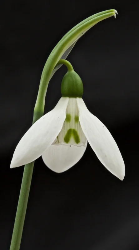 edulis3000856