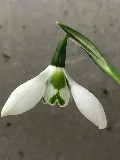 edulis3001050