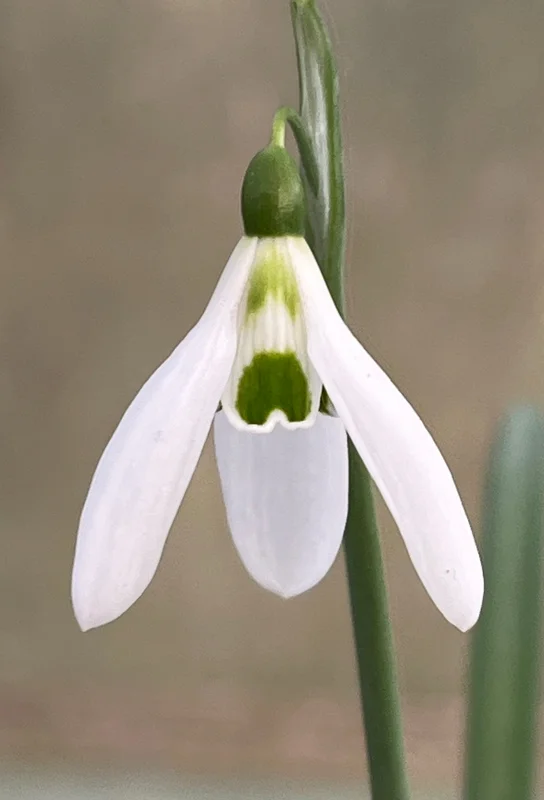 edulis3001493