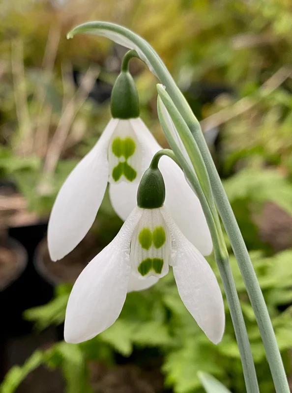 edulis3001532