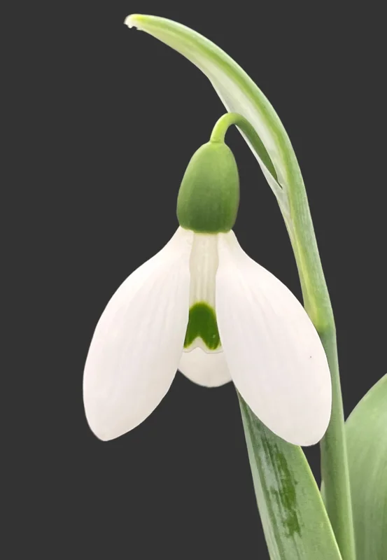 edulis3001673