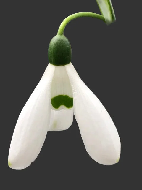 edulis3001686