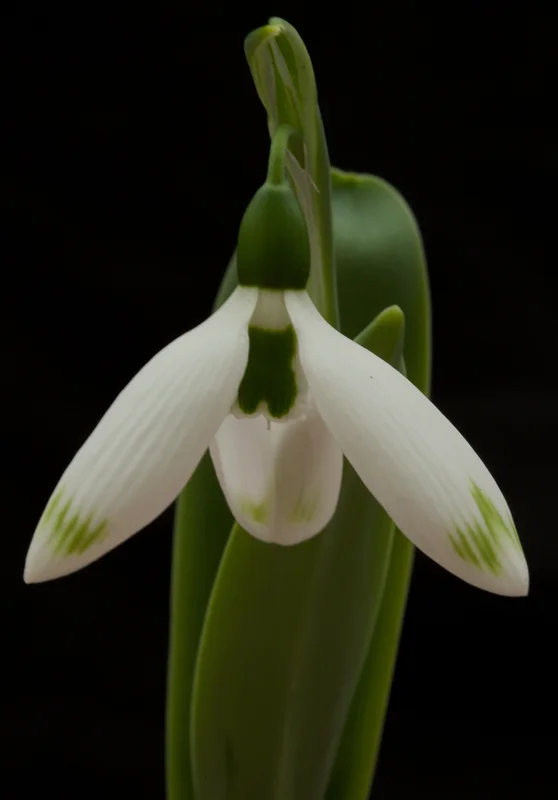 edulis3001842