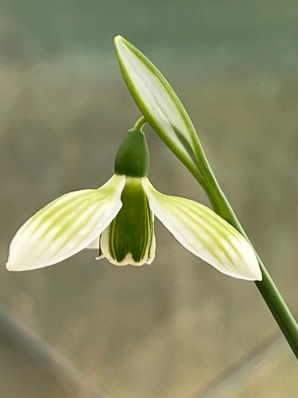 edulis3002280