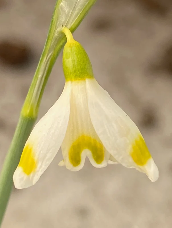edulis3002391