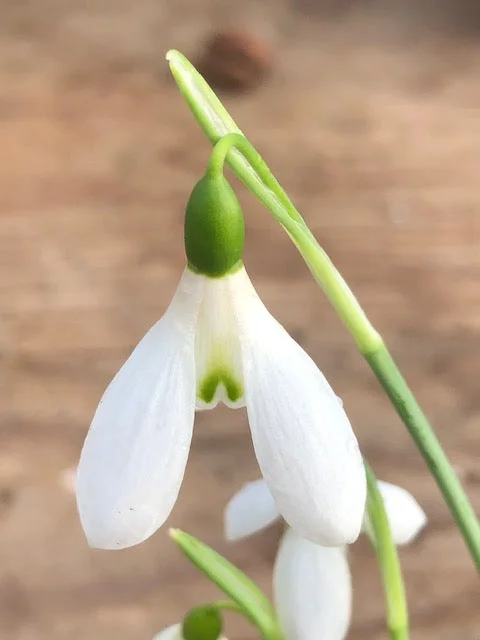 edulis3002730