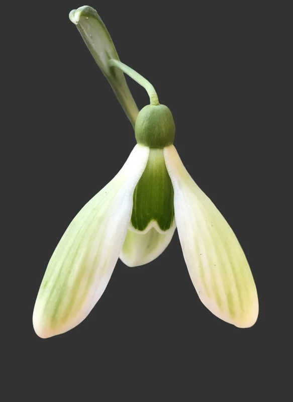 edulis3002824