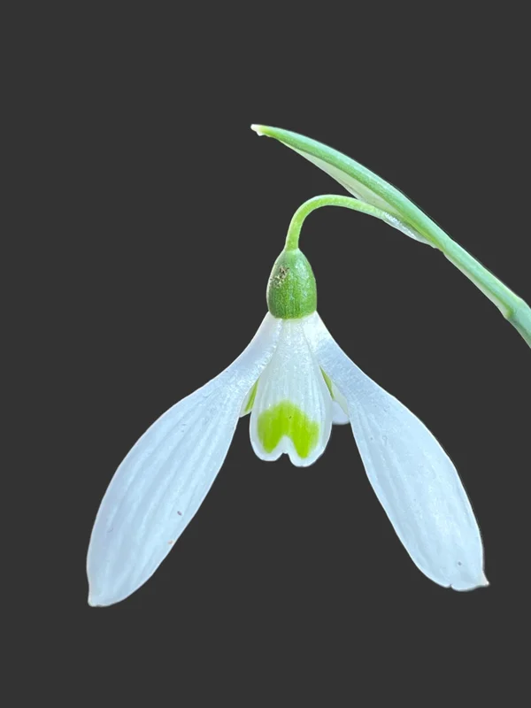 edulis3003034